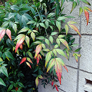 Plant collection