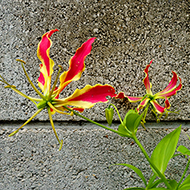 Plant collection