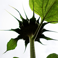 Plant collection