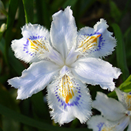 Plant collection