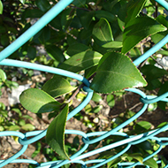 Plant collection
