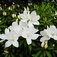 Plant collection