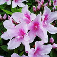 Plant collection