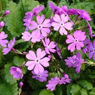 Plant collection