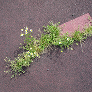Plant collection