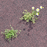 Plant collection