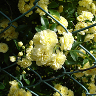 Plant collection