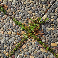 Plant collection