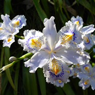 Plant collection