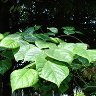 Plant collection