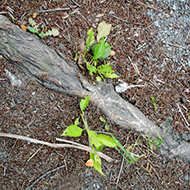 Plant collection