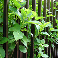 Plant collection
