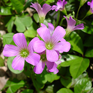 Plant collection