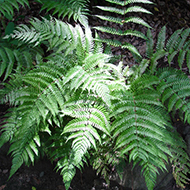 Plant collection