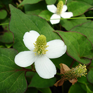 Plant collection