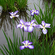 Plant collection