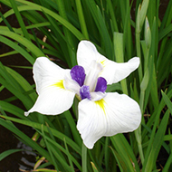 Plant collection