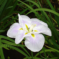 Plant collection