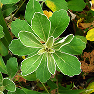Plant collection