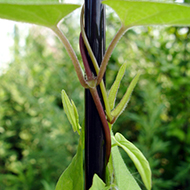 Plant collection