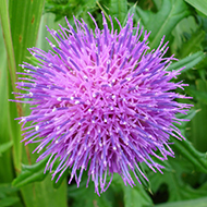 Plant collection