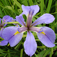 Plant collection