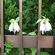 Plant collection