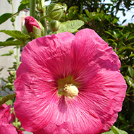 Plant collection