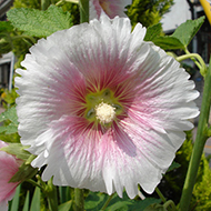 Plant collection