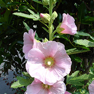 Plant collection
