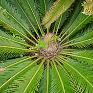 Plant collection