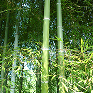 Plant collection
