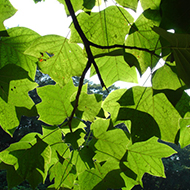 Plant collection