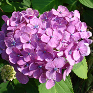 Plant collection