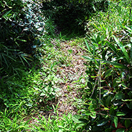 Plant collection