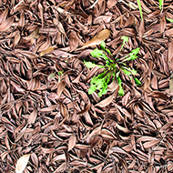 Plant collection