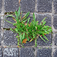 Plant collection