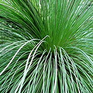 Plant collection