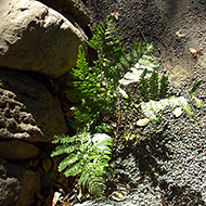 Plant collection