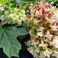 Plant collection