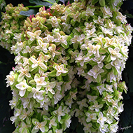 Plant collection