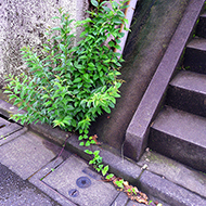 Plant collection