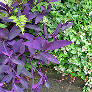 Plant collection