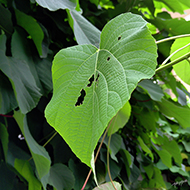 Plant collection