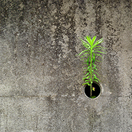 Plant collection