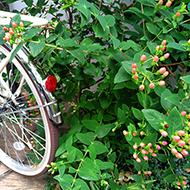 Plant collection