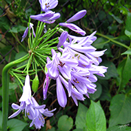 Plant collection
