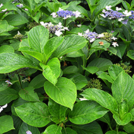 Plant collection