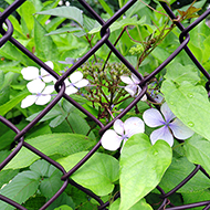 Plant collection