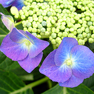 Plant collection